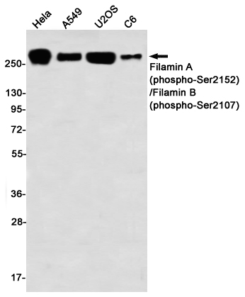 Phospho-Filamin A/B (Ser2152/Ser2107)
