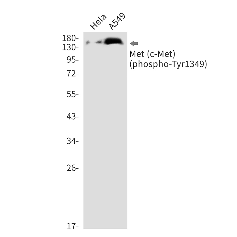 Phospho-c-Met (Tyr1349)