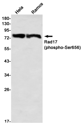 Phospho-Rad17 (Ser656)