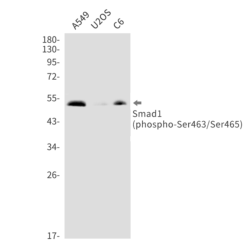 Phospho-Smad1 (Ser463/Ser465)