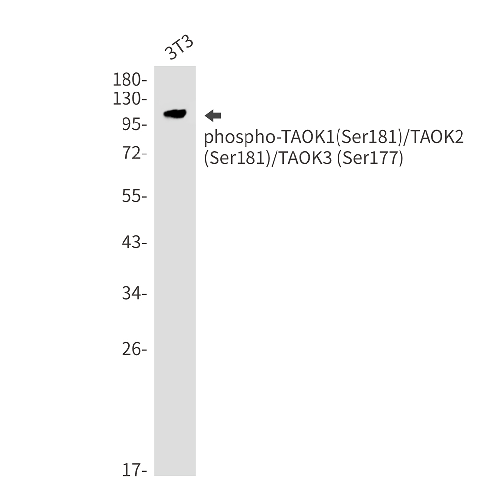 Phospho-TAOK1/2/3 (Ser181/Ser181/Ser177)