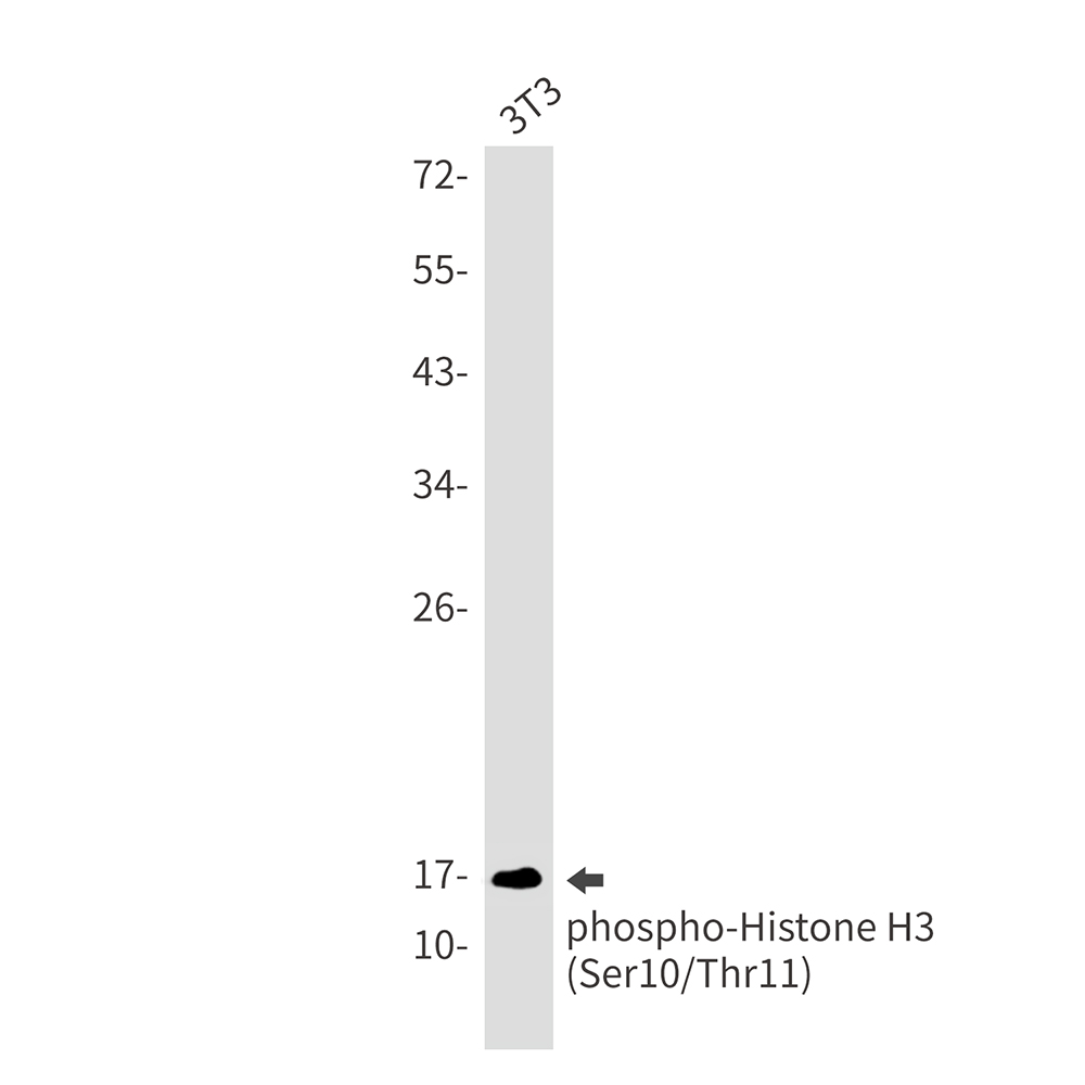 Phospho-Histone H3 (Ser10/Thr11)