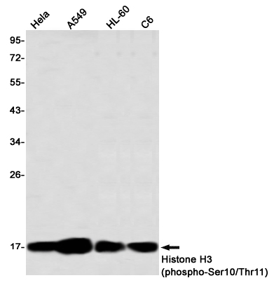 Rabbit Monoclonal Antibody to Phospho-Histone H3 (Ser10/Thr11)