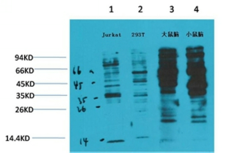 Phospho-Tyrosine