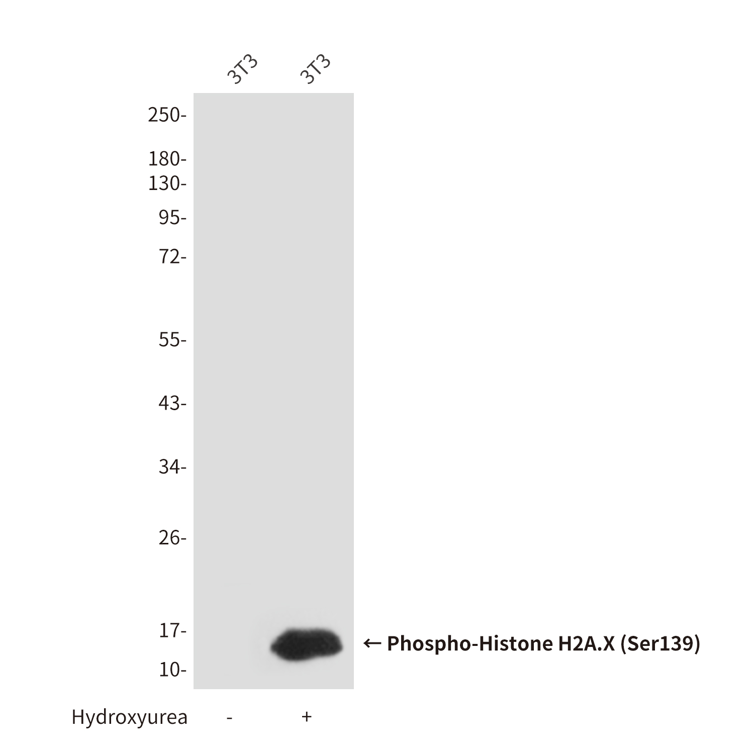 Phospho-Histone H2A.X (Ser139)