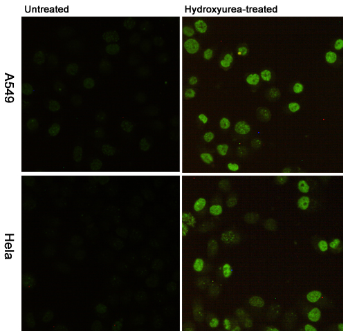 Mouse Monoclonal Antibody to Phospho-Histone H2A.X (Ser139)