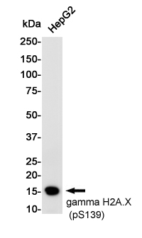 Phospho-Histone H2A.X (Ser139)