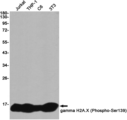 Rabbit Monoclonal Antibody to Phospho-Histone H2A.X (Ser139)