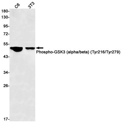 Phospho-GSK3 (Tyr216/Tyr279)