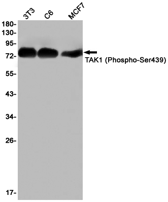 Phospho-TAK1 (Ser439)