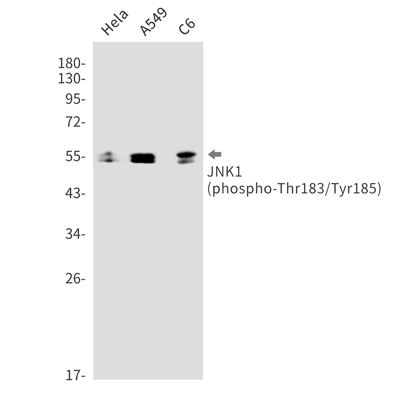 Phospho-JNK1 (Thr183/Tyr185)