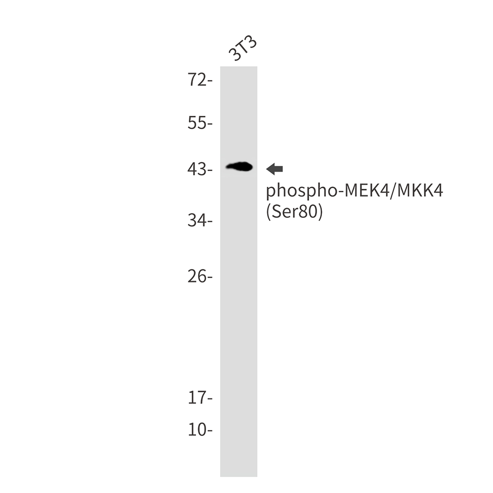 Phospho-MEK4 (Ser80)