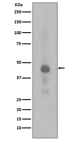 Phospho-CREB (Ser133)