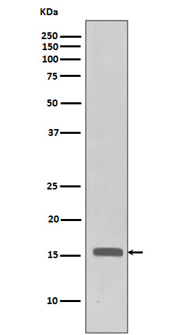 Phospho-Histone H3 (Thr3)