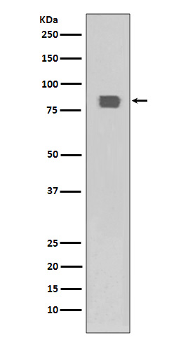Phospho-HSF1 (Ser326)