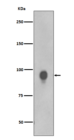 Phospho-RSK1 p90 (Thr359/Ser363)