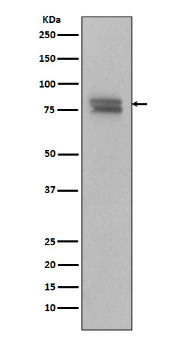 Phospho-c Myb (Ser11)