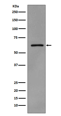 Phospho-Src (Tyr419)