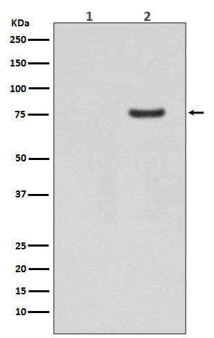 Phospho-Synapsin I (Ser9)