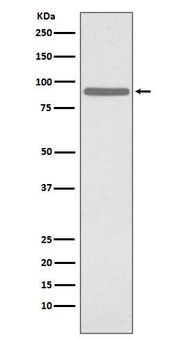 Phospho-STAT1 (Ser727)