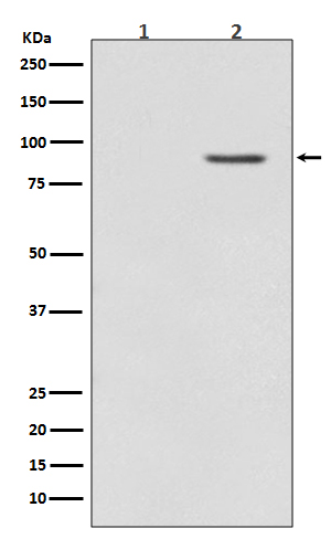 Phospho-BRAF (Thr401)