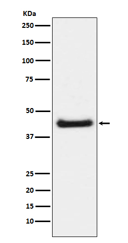 Phospho-c-Jun (Ser63)