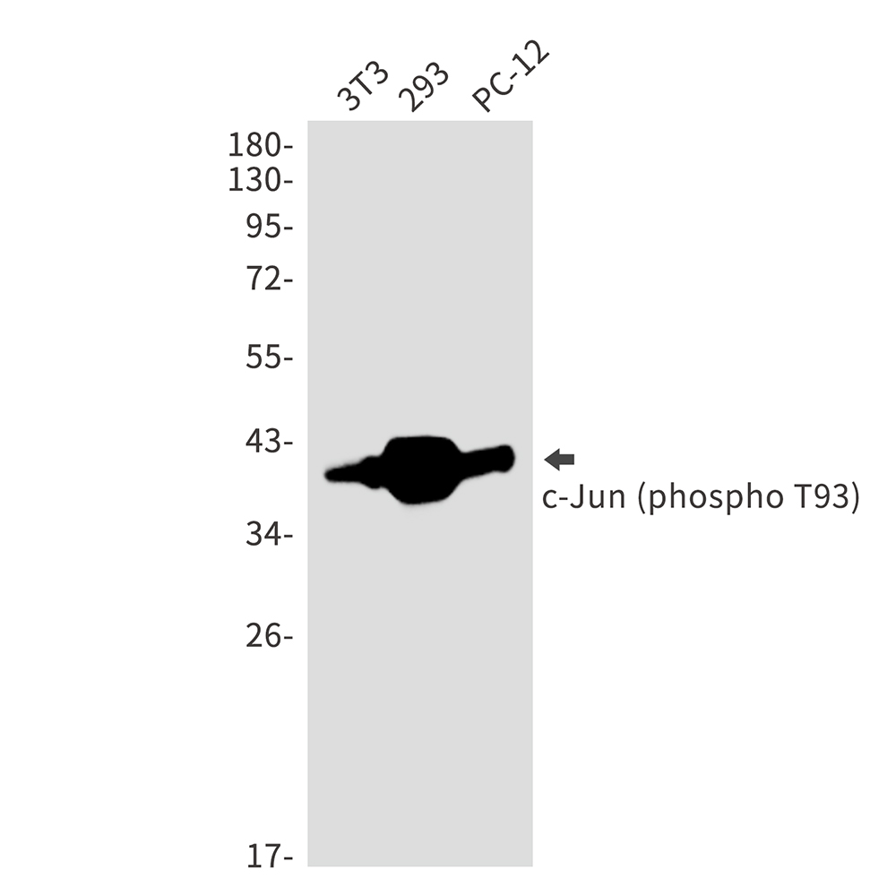 Phospho-c-Jun (Thr93)
