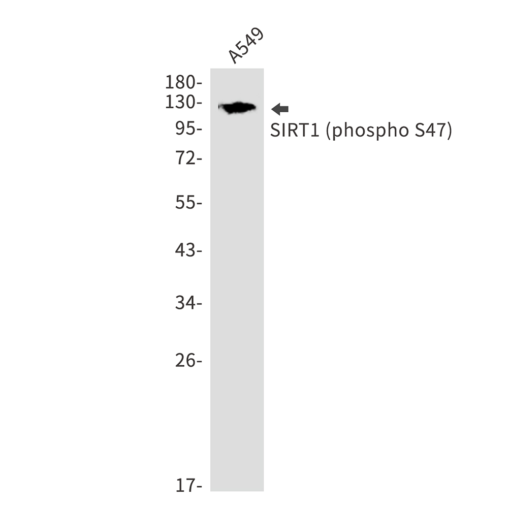 Phospho-SIRT1 (Ser47)