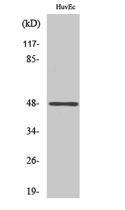 Rabbit Polyclonal Antibody to Phospho-JunD (Ser73/100)