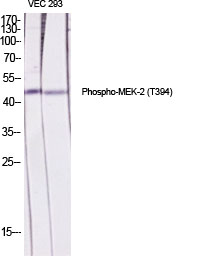 Phospho-MEK2 (Thr394)