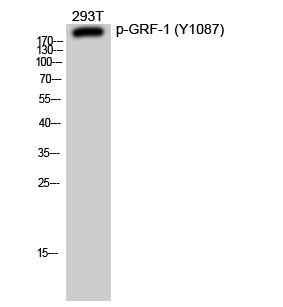 Phospho-GRLF1 (Tyr1087)