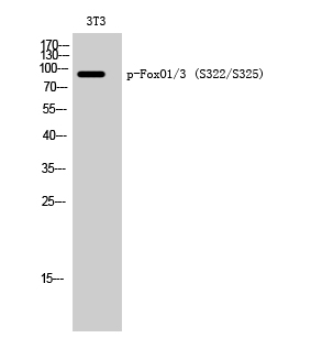 Phospho-FOXO1/3 (Ser322/S325)