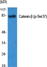 Phospho-beta Catenin (Ser37)