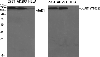 Phospho-JAK1 (Tyr1022)