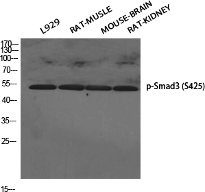 Phospho-Smad3 (Ser425)
