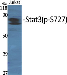 Phospho-STAT3 (Ser727)