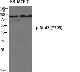 Phospho-STAT3 (Tyr705)