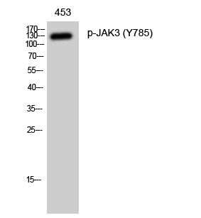 Phospho-JAK3 (Tyr785)