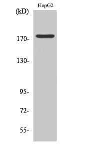 Phospho-EGFR (Tyr1092)
