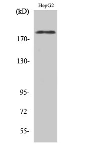 Phospho-ErbB 2 (Tyr1221/Tyr1222)