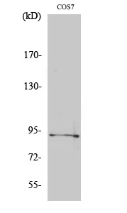 Phospho-Sp1 (Thr739)