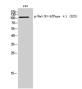 Phospho-alpha 1 Sodium Potassium ATPase (Ser23)