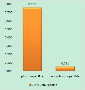 Phospho-p107 (Thr369)