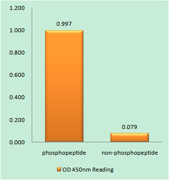 Phospho-BRCA1 (Ser1423)