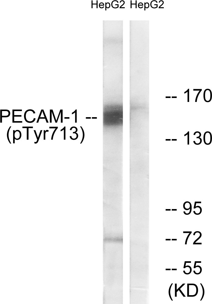 Phospho-CD31 (Tyr713)