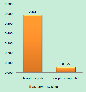 Phospho-KCNQ2/3/4/5 (Thr217/Thr246/Thr223/Thr251)