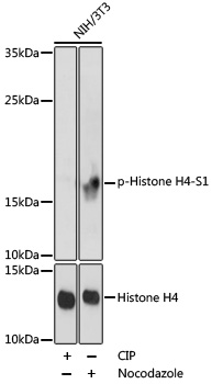 Phospho-Histone H4 (Ser1)