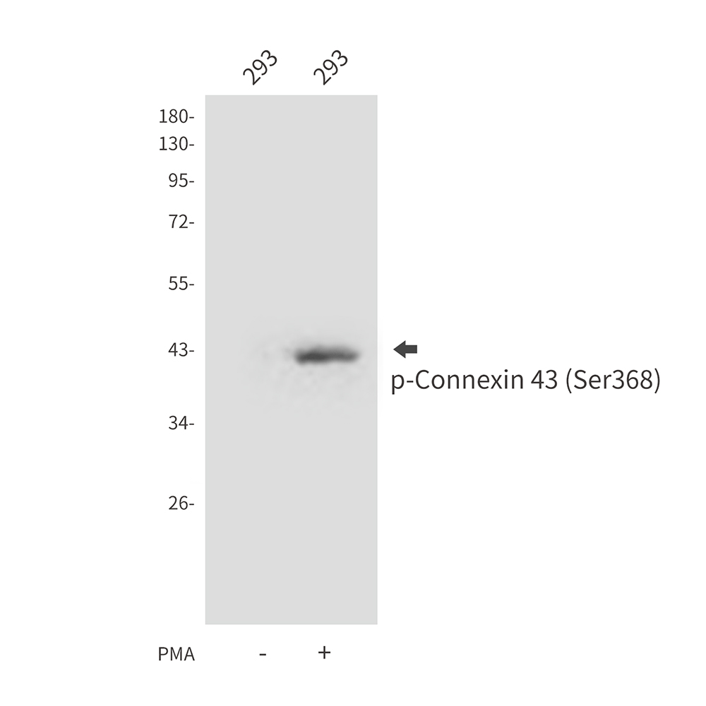 Phospho-Connexin 43 (Ser368)