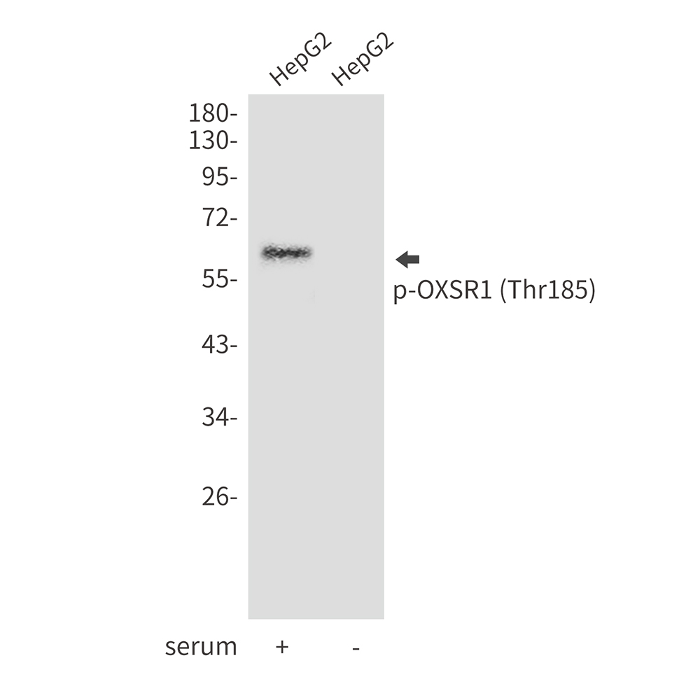Phospho-OXSR1 (Thr185)