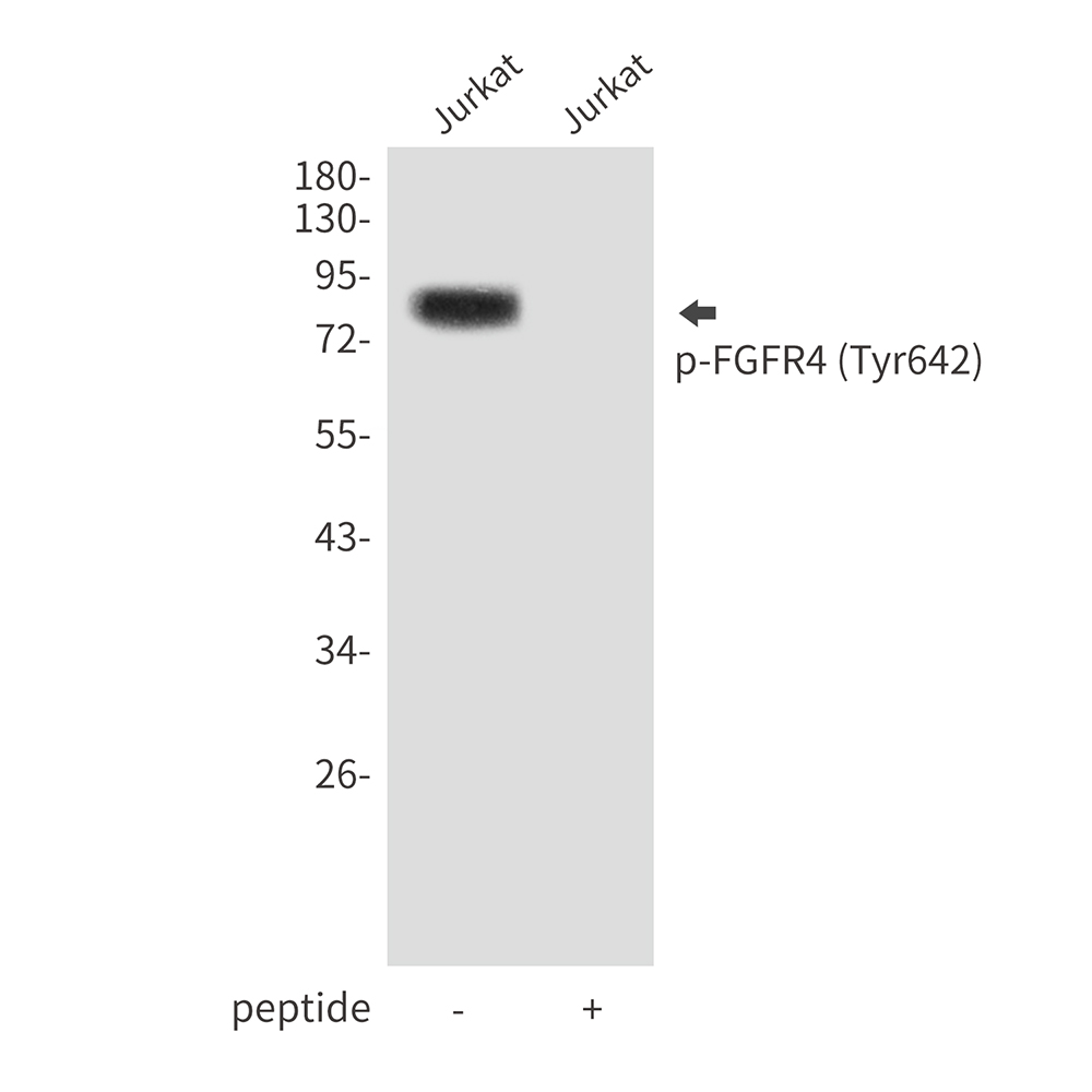 Phospho-FGFR4 (Tyr642)